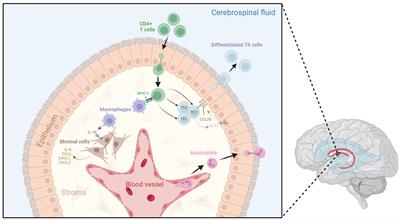 Emergence of the brain-border immune niches and their contribution to the development of neurodegenerative diseases